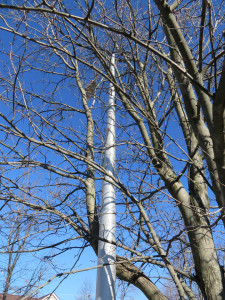 A recently installed street light entangled with a mature tree. Did no one ask "maybe I should move this over a few feet?"