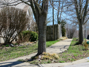 Side yard in the Liberty Hills subdivision.